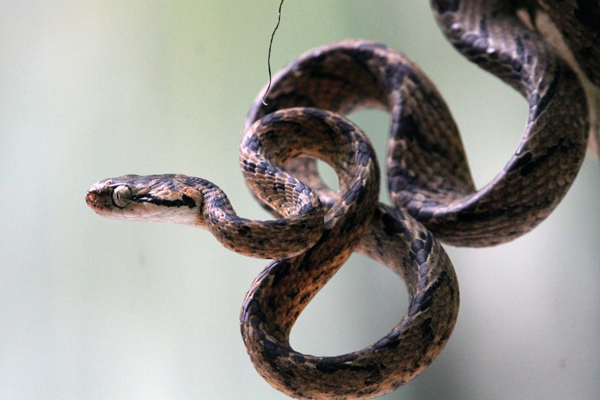 Boiga ceylonensis Gunther, 1858